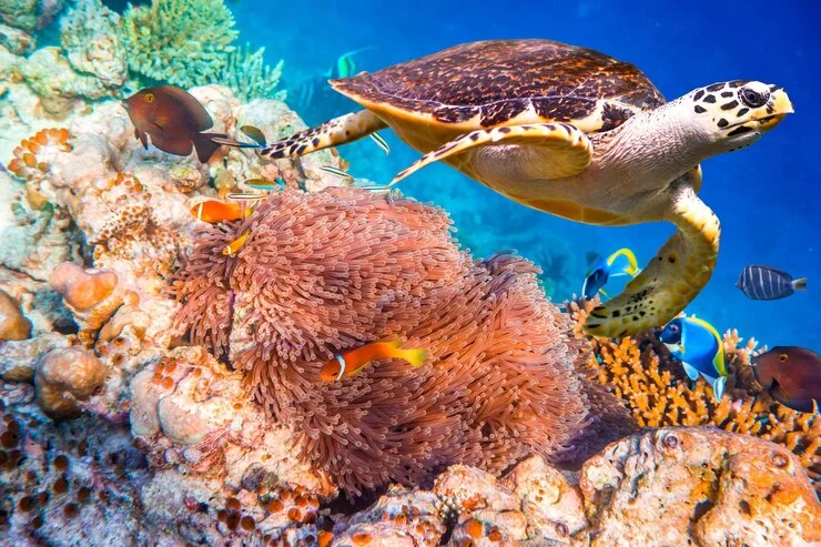 Great Barrier Reef Underwater Paradise Australia