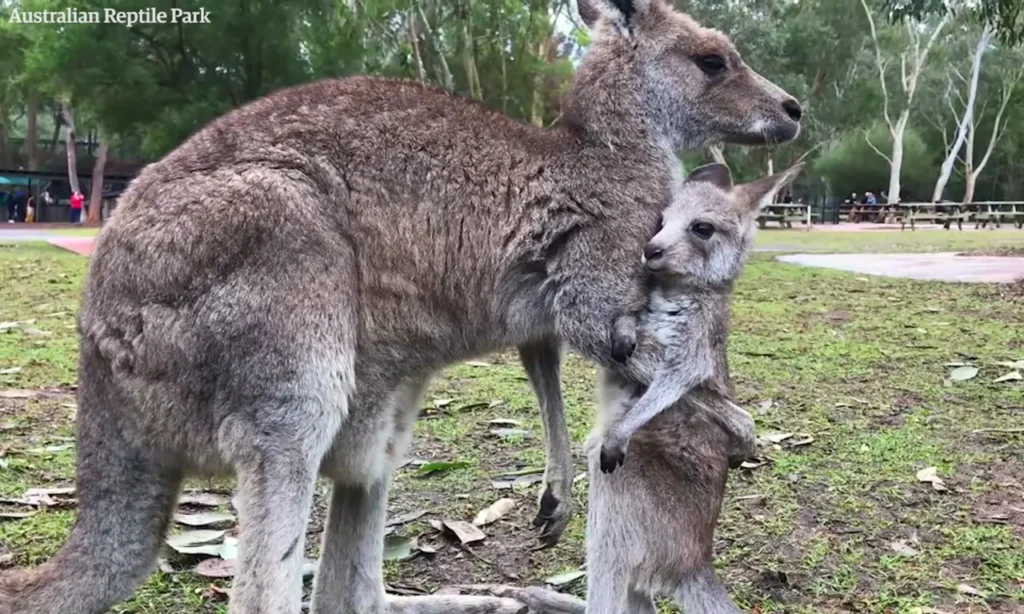 Gray Kangaroo's Juggling Act animal kingdom devoted moms