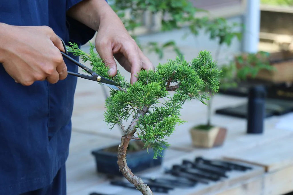 Pruning and Shaping Techniques