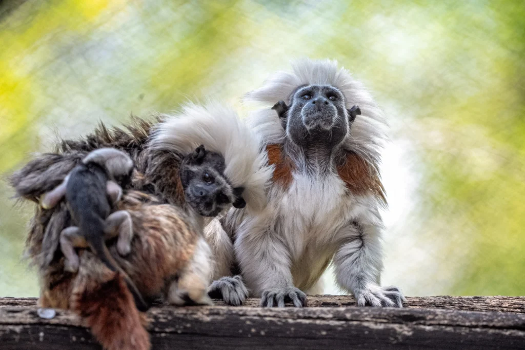 Tamarin Monkeys animal kingdom devoted moms