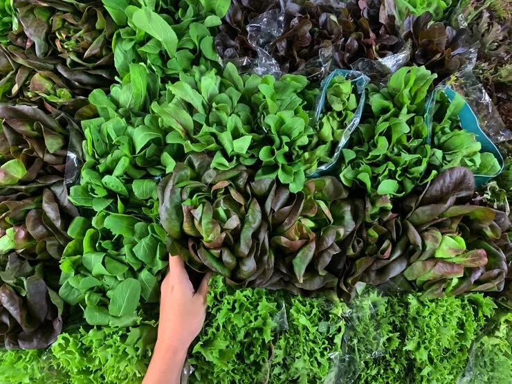Leafy Greens in vegetable