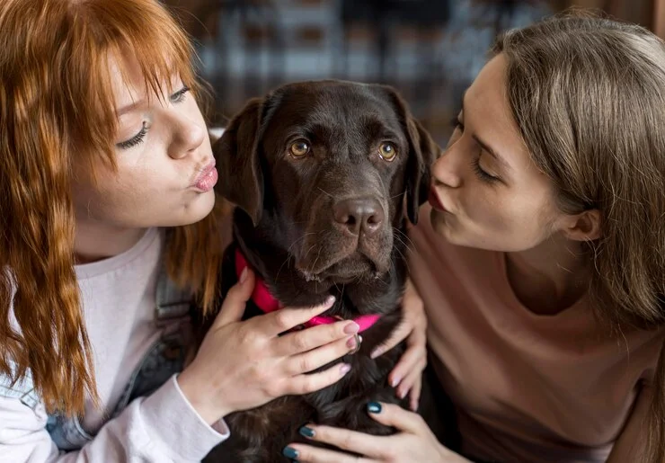 Attention and Affection in dog