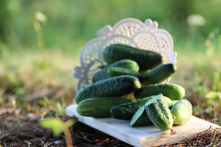Cucumbers in vegetable