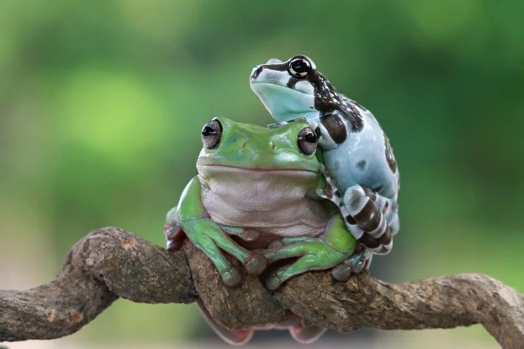 Suriname Toad Moms