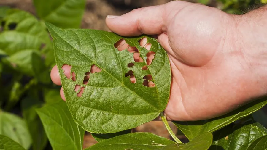 Look for Pests or Disease in plants