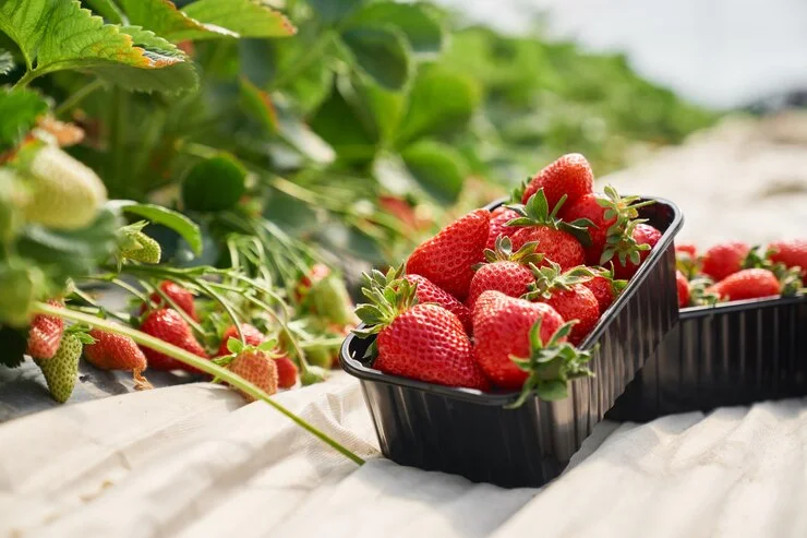 Strawberries in fruit