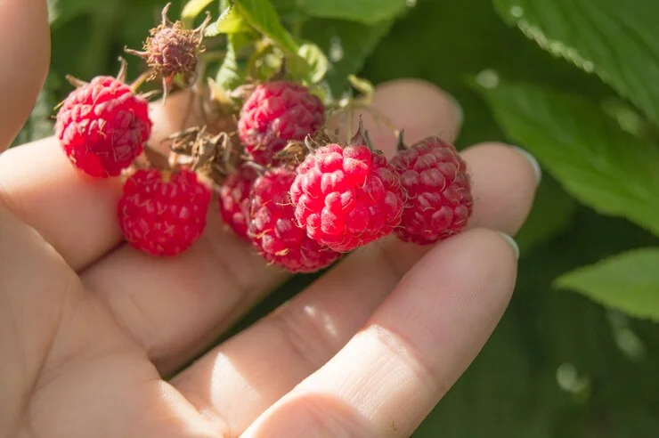 Raspberries fruit garden