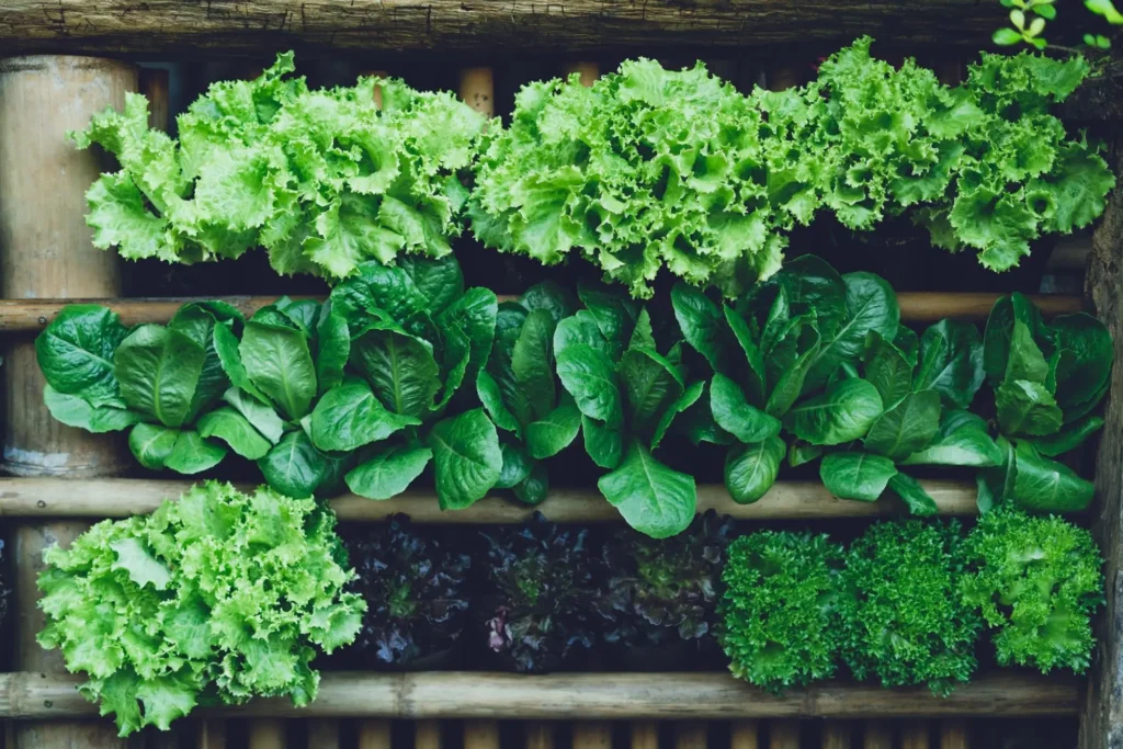 Root Crops in shade areas