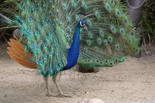 peacock and peahen gender differeences facts to know 
