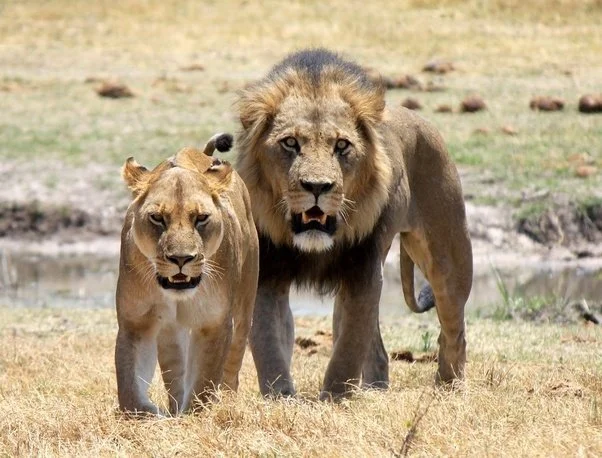 The Fierce Protectors: Lionesses animal kingdom devoted moms