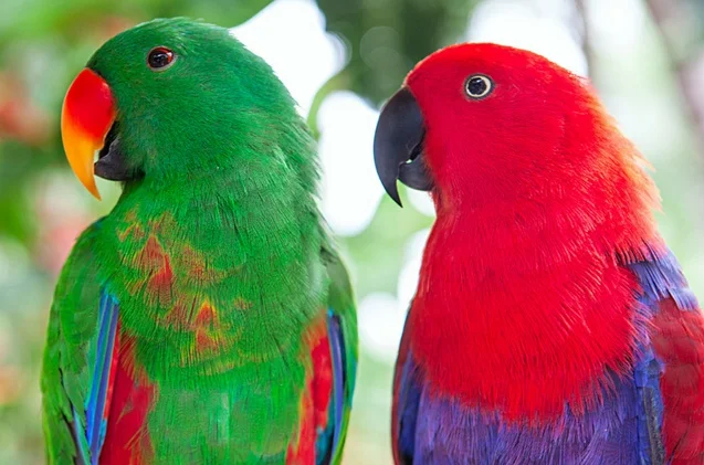 Which Animal Displays the Most Interesting Gender Differences? The Eclectus Parrot 