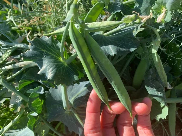 Peas in shade areas