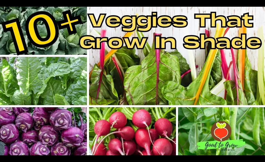 10 Best Veggies for Growing in Shade Areas