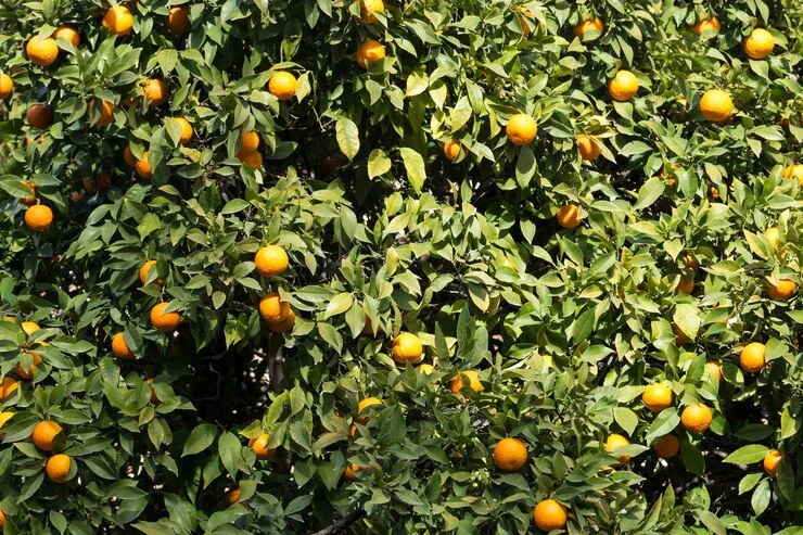 Dwarf Citrus Trees