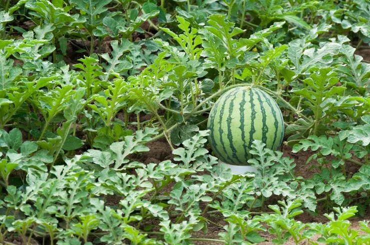 Melon Varieties