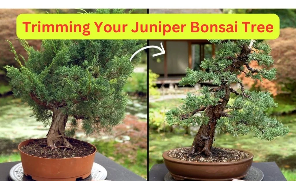 Trimming Your Juniper Bonsai Tree