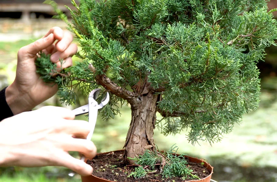 When to Trim Your Juniper Bonsai