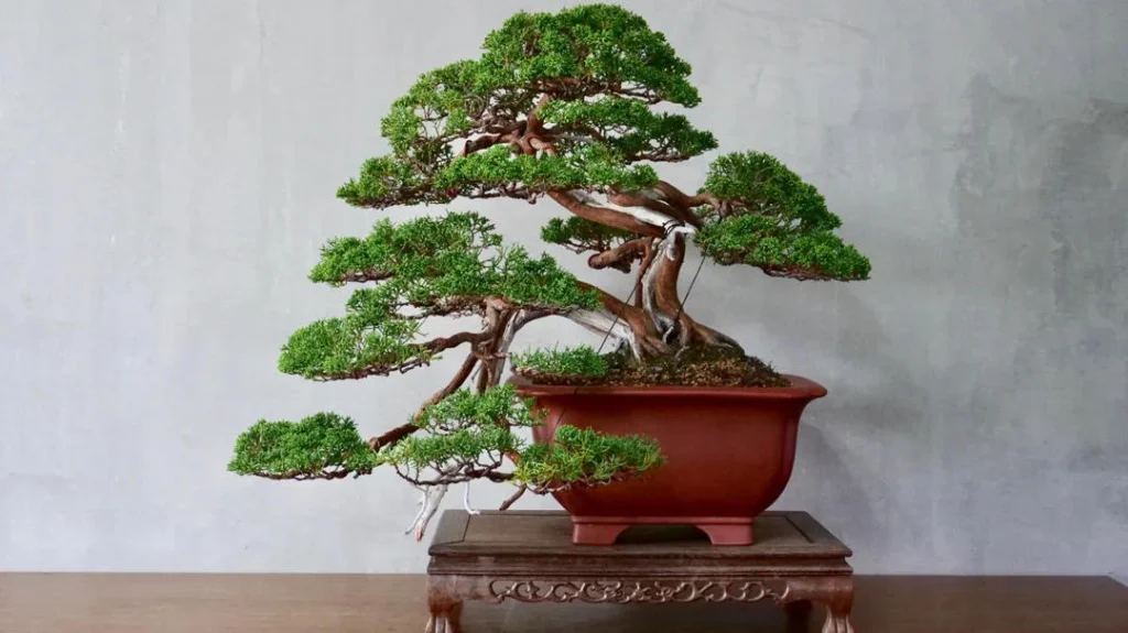 how To Trim A Bonsai Tree