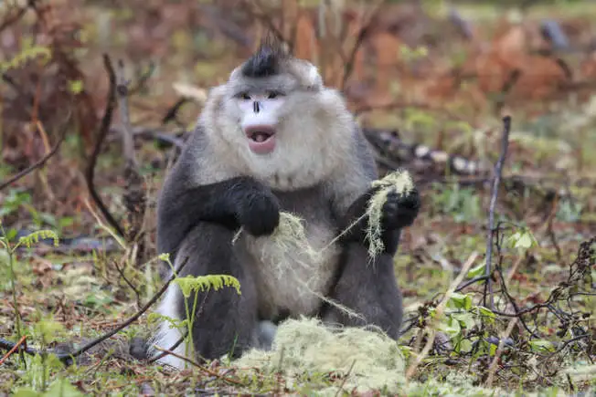 Black snub-nosed monkey