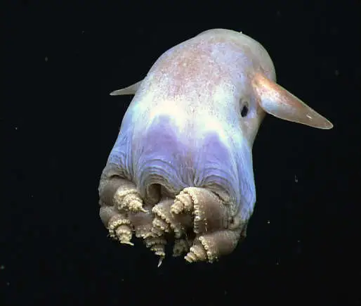 Grimpoteuthis: 