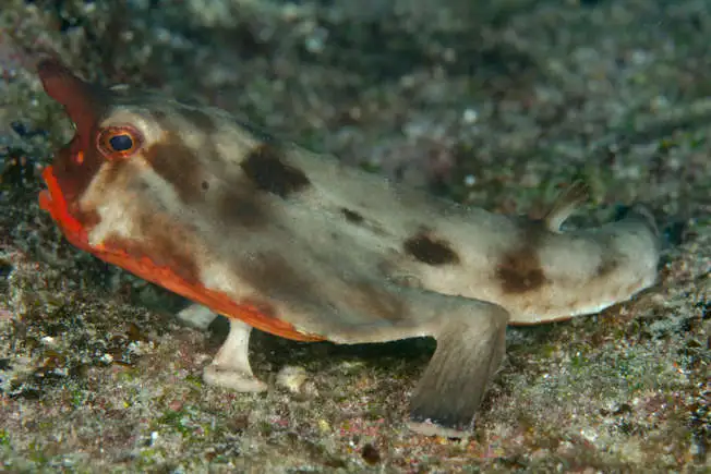 Red-lipped batfish