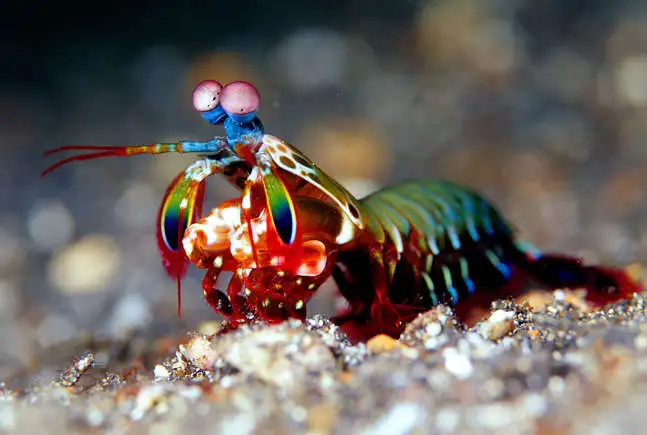 Mantis shrimp