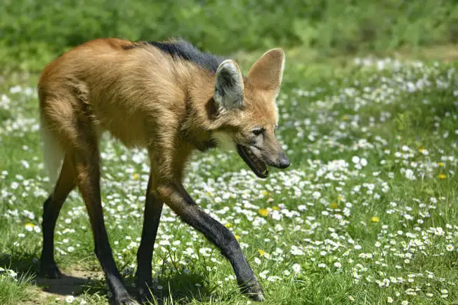 Maned wolf