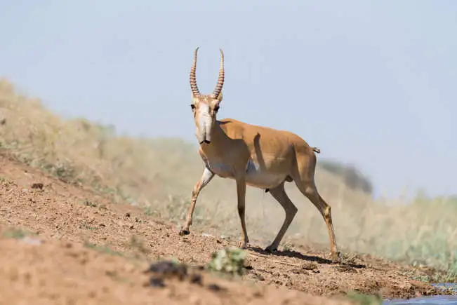 Saiga Antelope: