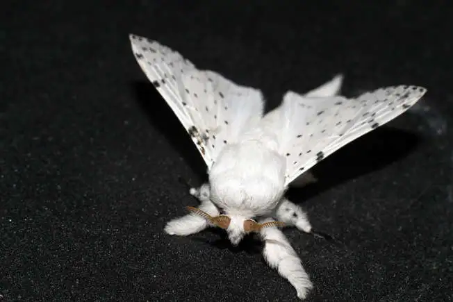 Venezuelan poodle moth