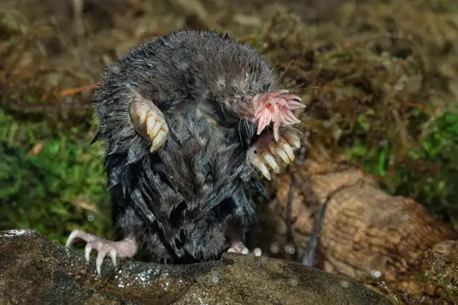 Star-nosed mole