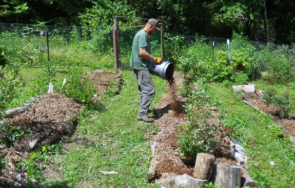 Watering and Mulching blueberry