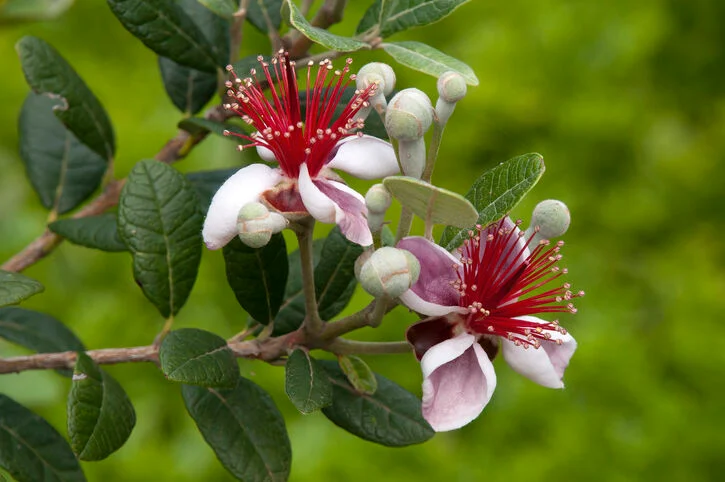 Pineapple Guava Trees