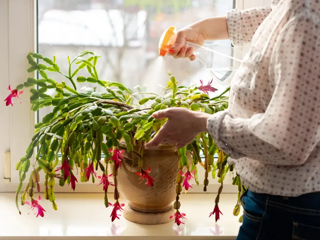 Watering and Feeding Your Christmas Cactus