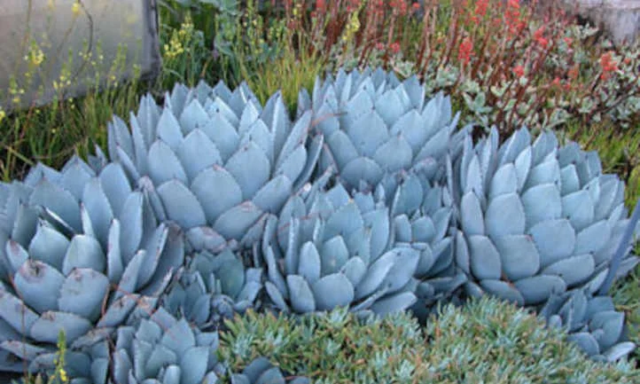 Succulent Ground Covers