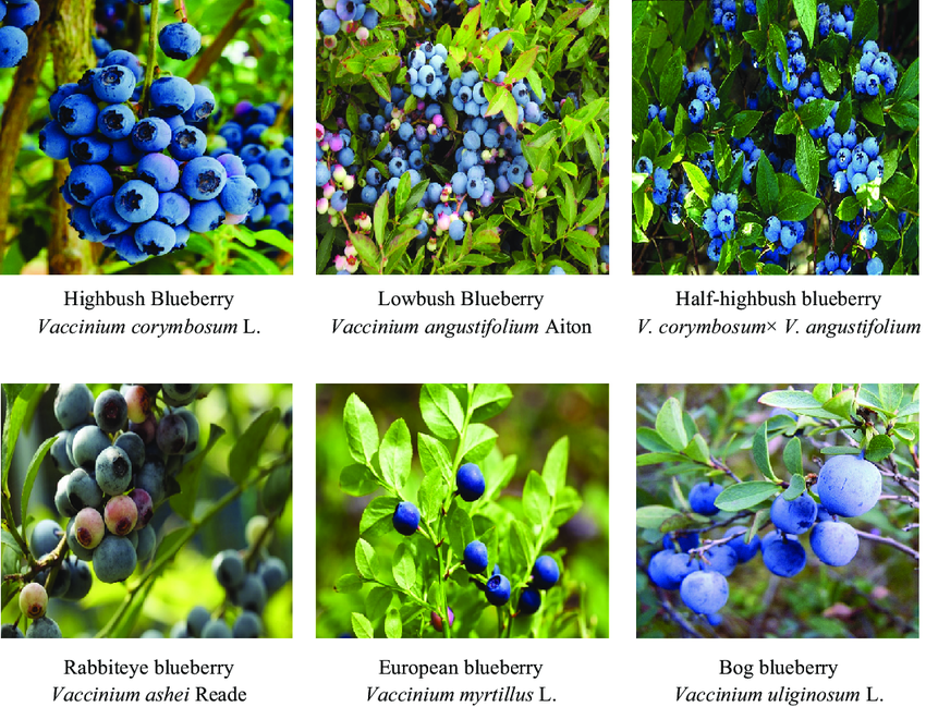 Blueberry Varieties