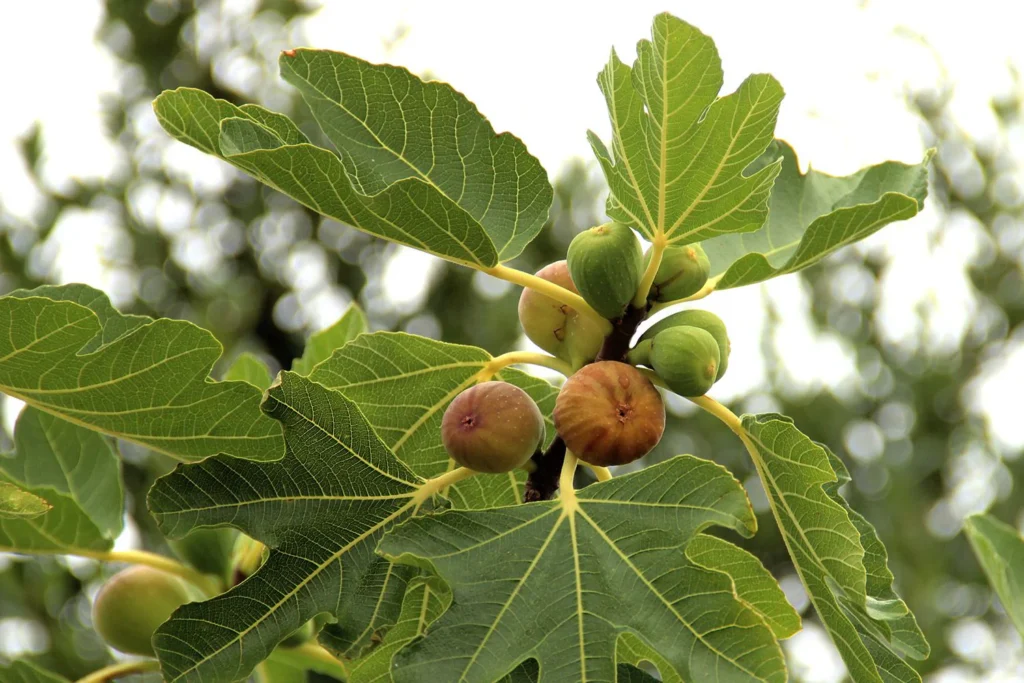 fig trees