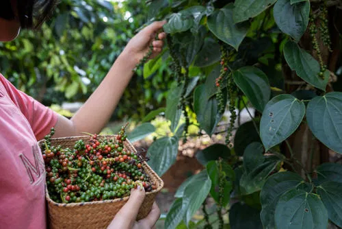 harvesting pepper plant