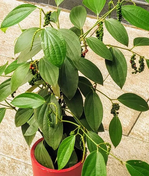 black pepper planting