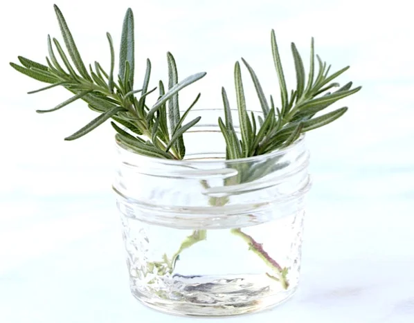 grow rosemary