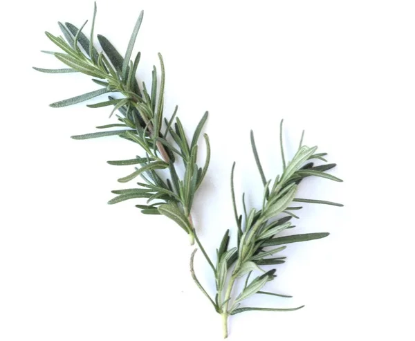 rosemary cuttings