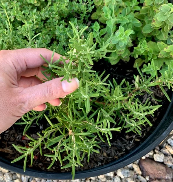 bushier the plant rosemary