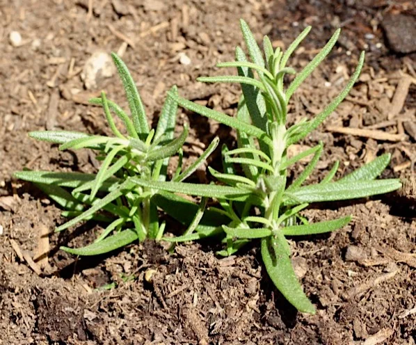 maintaining rosemary plants 