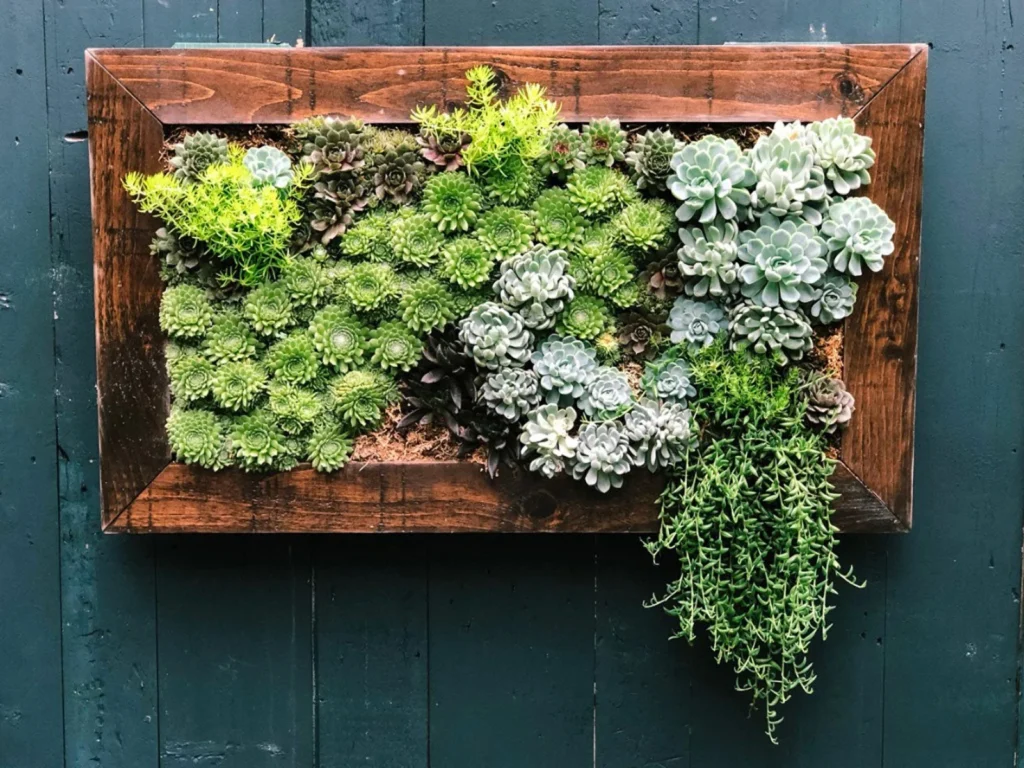 Vertical Succulent Gardens