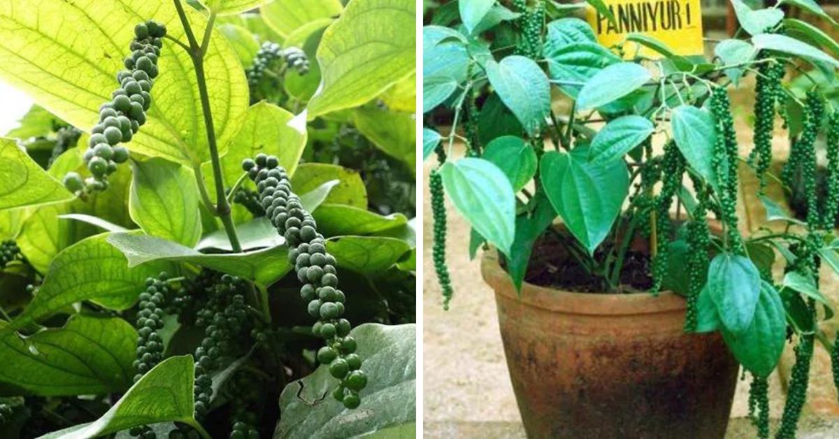 how to grow and plant the pepper