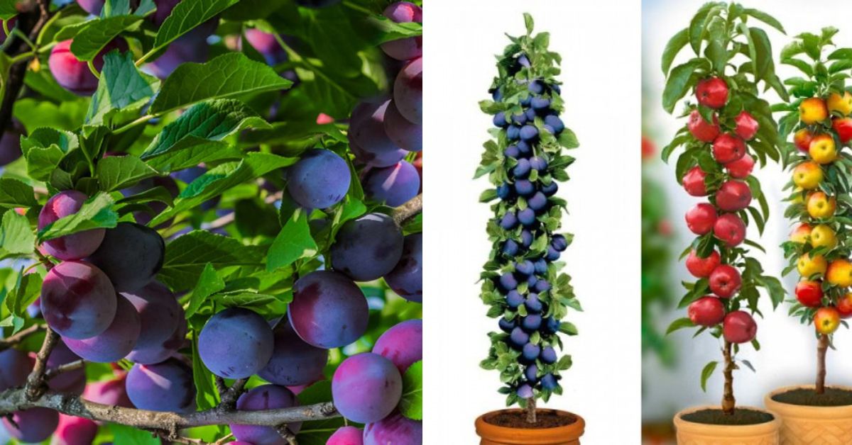 15 Fruit Trees You Can Grow in Buckets