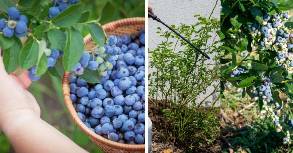 How to Grow a Huge Blueberry Harvest - Fimaan