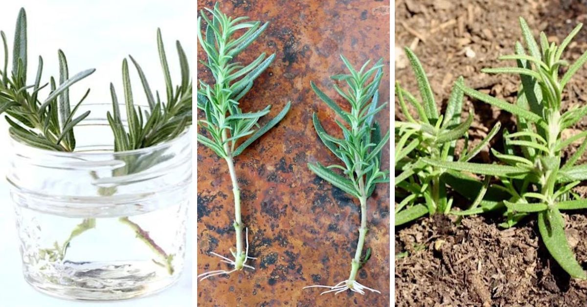 how grow rosemary from cuttings