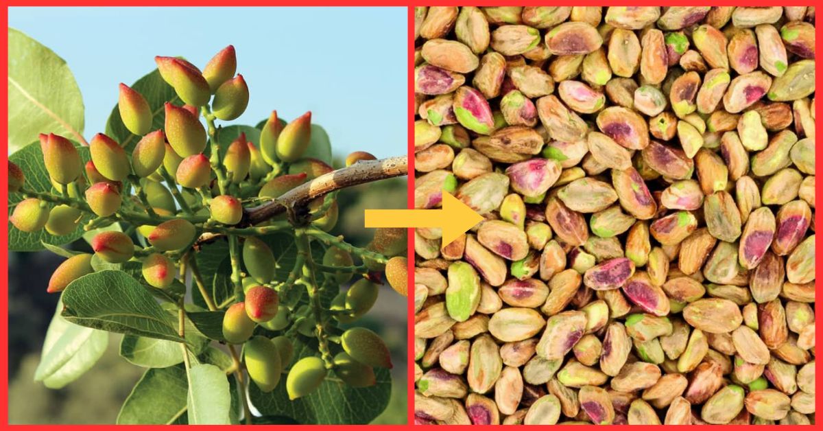 Growing Pistachios