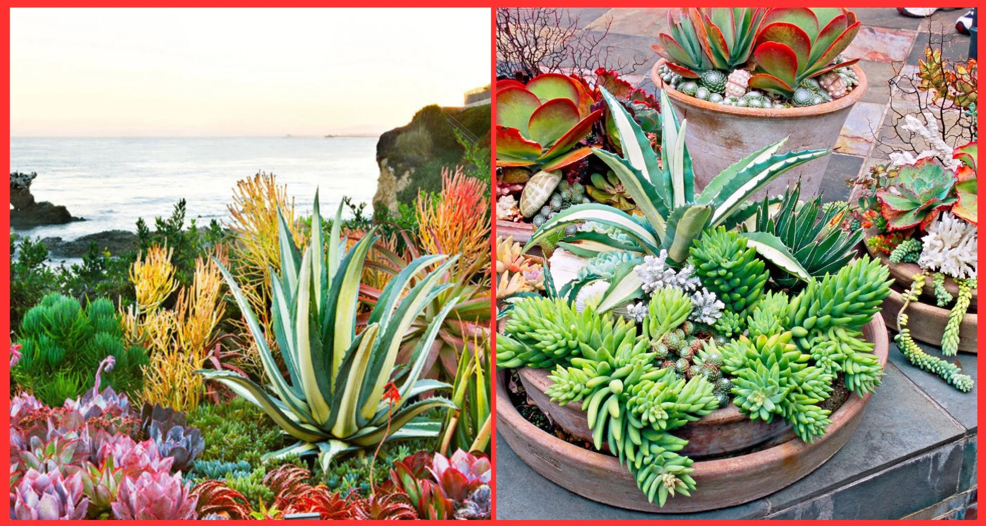 Succulent Focal Points and Sculptures