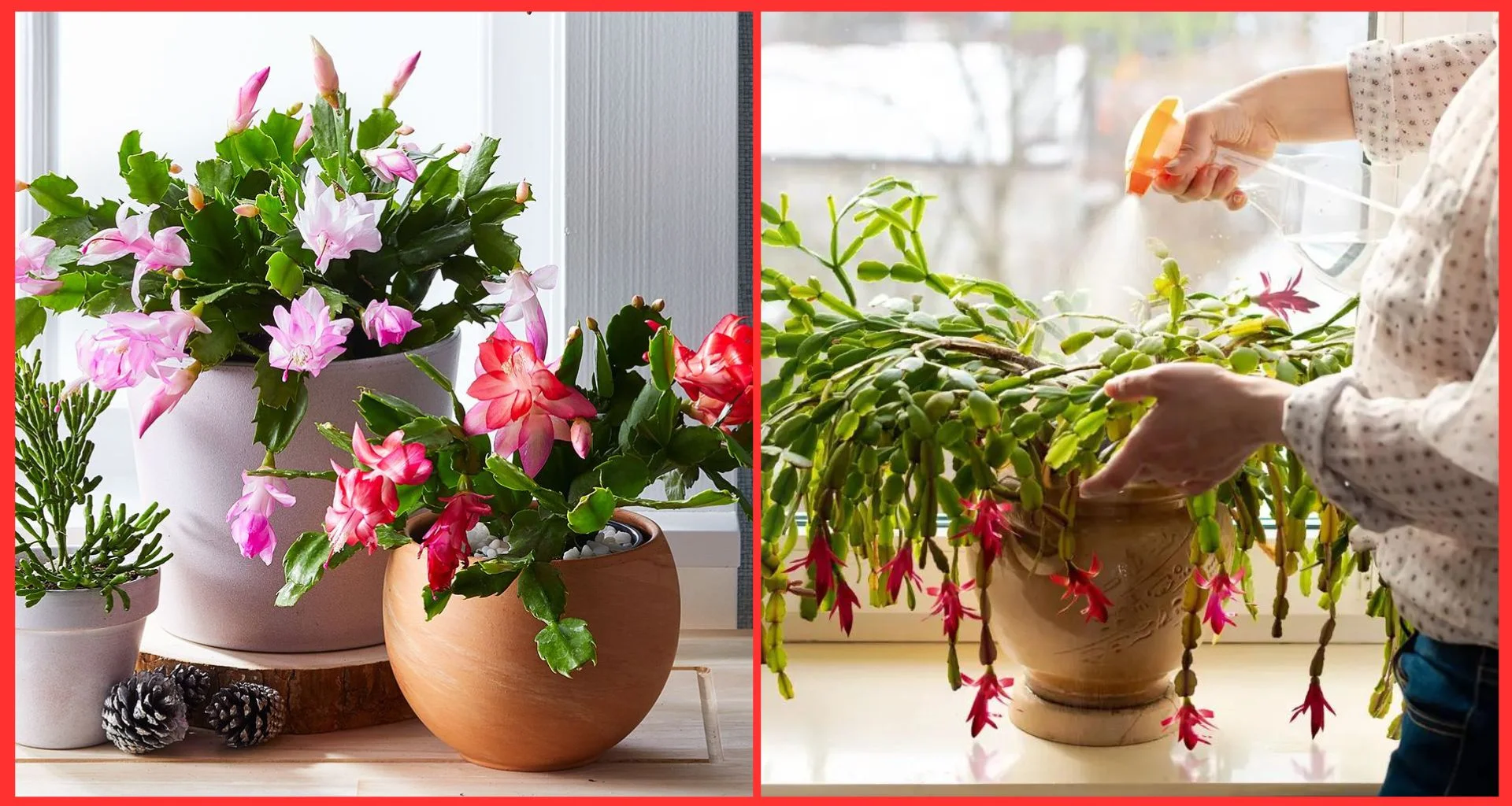 Propagating Your Christmas Cactus